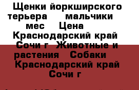 Щенки йоркширского терьера ,,, мальчики 2.5 мес  › Цена ­ 10 - Краснодарский край, Сочи г. Животные и растения » Собаки   . Краснодарский край,Сочи г.